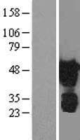WWTR1 / TAZ Protein (Over-Expression Lysate Myc-DDK (Flag))