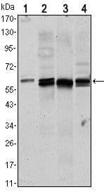AKT1 Antibody (clone 3A3)