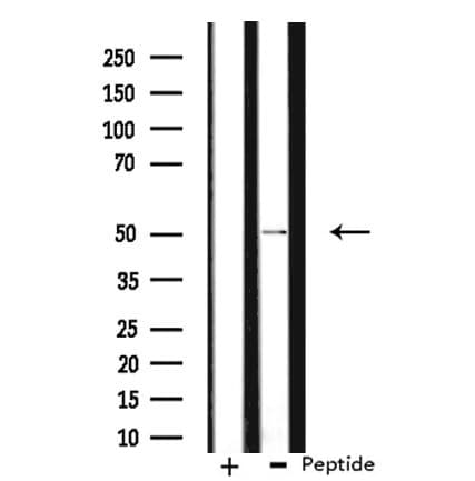 Polyclonal Rabbit anti-Human NFIL3 Antibody (IF, WB)