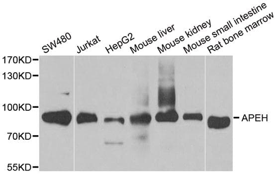 APH / APEH Antibody