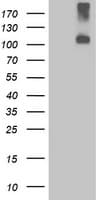 GPR48 / LGR4 Antibody (clone OTI5B8)