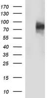 Monoclonal Mouse anti-Human CD44 Antibody (clone OTI1E3, IHC, IF, WB)