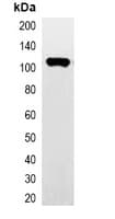 Monoclonal Mouse Hemagglutinin / HA Tag Antibody (HRP, WB)