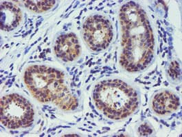 TIMP2 Antibody (clone OTI2G7)