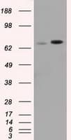 SNX9 / WISP Antibody (clone OTI1B5)