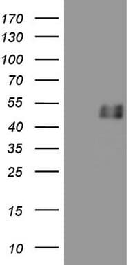 GFI1 Antibody (clone OTI6C10, Carrier-free)