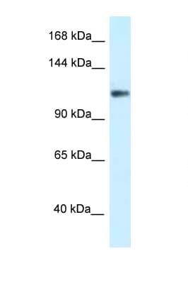 KCNH3 / Kv12.2 Antibody (aa95-144)