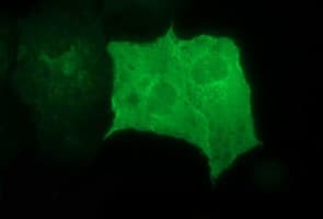 RAPGEF1 Antibody (clone OTI2F5)