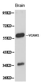VCAM1 / CD106 Antibody