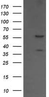 CCT8L2 Antibody (clone OTI1F5)