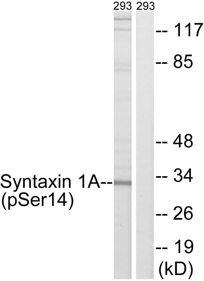 STX1A / Syntaxin 1A Antibody (phospho-Ser14)