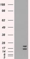 IHC-plus™ SOD1 / Cu-Zn SOD Antibody (clone 8B10)
