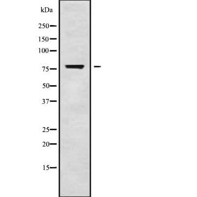 SRPK2 Antibody