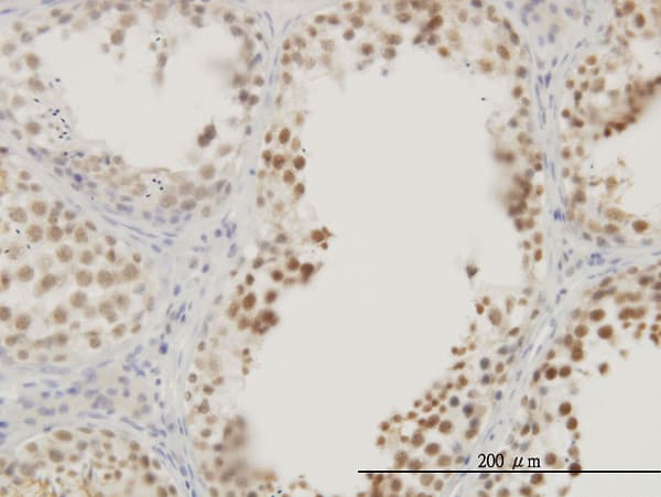 Monoclonal Mouse anti-Human RASSF8 Antibody (clone 2G1, IHC, IF, WB)