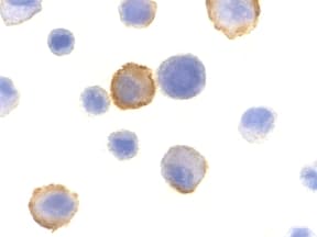 BMF Antibody