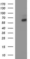 IL10RA Antibody (clone OTI1E5)
