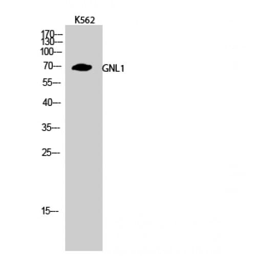 GNL1 Antibody (30-110 aa, N-terminal)