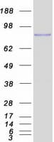 Human TBX3 Protein (Recombinant Myc-DDK (Flag))