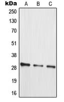 MRPL10 Antibody (C-Terminus)