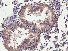 CBWD1 Antibody (clone OTI3A11, Carrier-free)