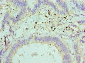 TCEB2 / Elongin B Antibody (aa1-118)