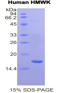 Human High Molecular Weight Kininogen Protein (Recombinant His)
