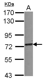 TRIM25 Antibody