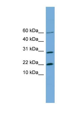 PRR13 Antibody (N-Terminus)