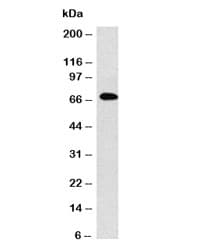 Monoclonal Mouse Anti-Human IgM Secondary Antibody (clone MuHC2, IHC, IF, WB)