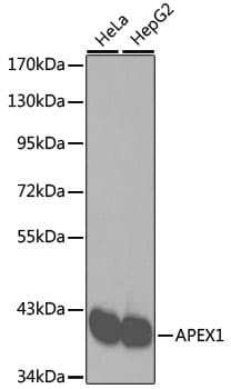 APEX1 / APE1 Antibody