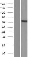 PDHX / Protein X / ProX (Over-Expression Lysate Myc-DDK (Flag))