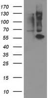 PPM1B Antibody (clone OTI2H5, Carrier-free)