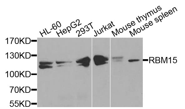 RBM15 Antibody