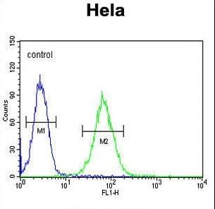 Polyclonal Rabbit anti-Human SMYD1 Antibody (aa420-449, WB)