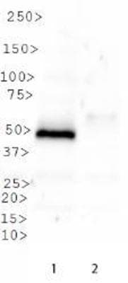 SETD8 / SET8 Antibody (DY550)