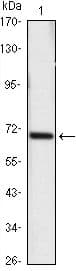 HSP70 / Heat Shock Protein 70 Antibody (clone 5A6)