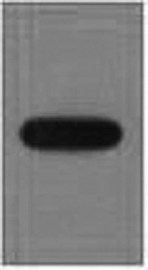 Monoclonal Mouse EYFP Antibody (WB)