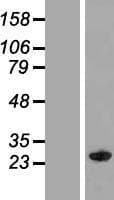 MOG1 / RANGRF Protein (Over-Expression Lysate Myc-DDK (Flag))