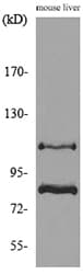 Cullin 4B / CUL4B Antibody