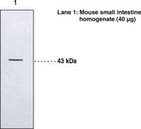 Polyclonal Rabbit anti-Human LTB4R2 / BLT2 Antibody (WB)
