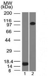 THBD / CD141 / Thrombomodulin Antibody (clone THBD/1591, Azide-free, BSA-free)
