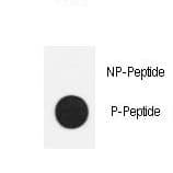 NANOG Antibody (phospho-Ser71)