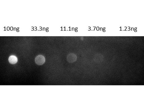 Goat Anti-Rat IgG Secondary Antibody (TRITC)