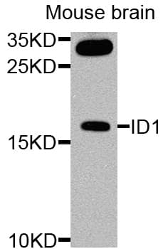 ID / ID1 Antibody
