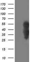 WWTR1 / TAZ Antibody (clone OTI1B5)