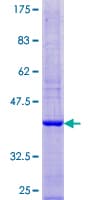 Human ATP6V1G3 Protein (Recombinant GST)