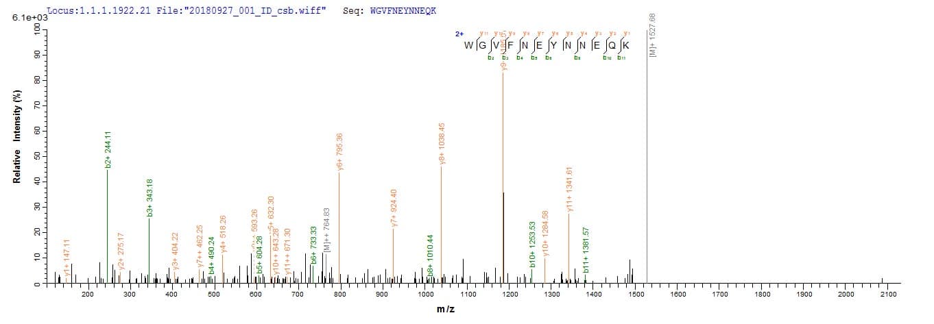 Pig GOB5 / CLCA1 Protein (Recombinant 10His, N-terminus + Myc, C-terminus)