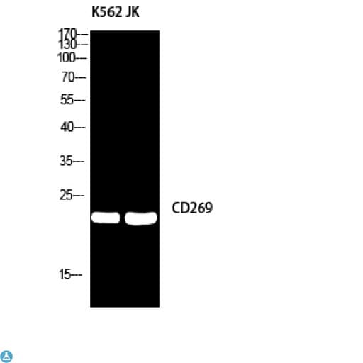 Polyclonal Rabbit anti-Human TNFRSF17 / BCMA Antibody (WB)