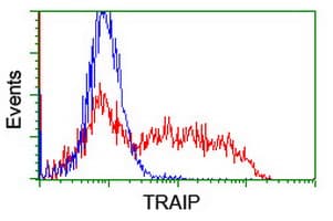 TRAIP / TRIP Antibody (aa67-313, clone OTI3A4, Carrier-free)