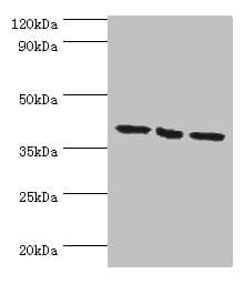 EIF3H / EIF3S3 Antibody (aa80-340)